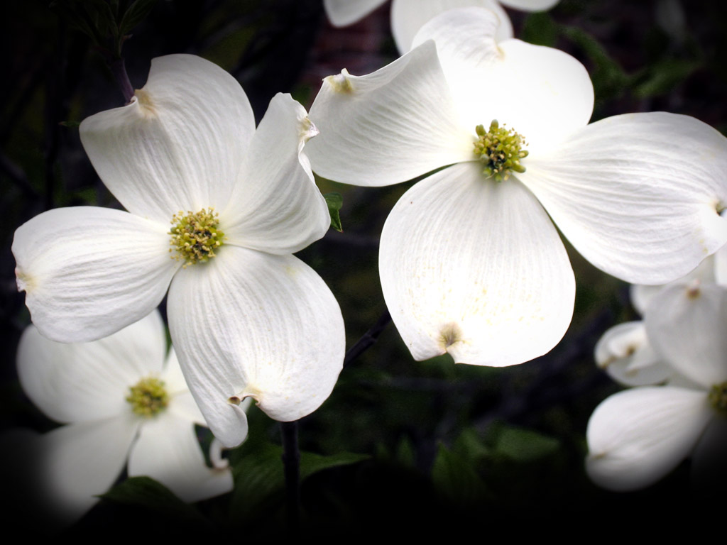 Dogwood flower