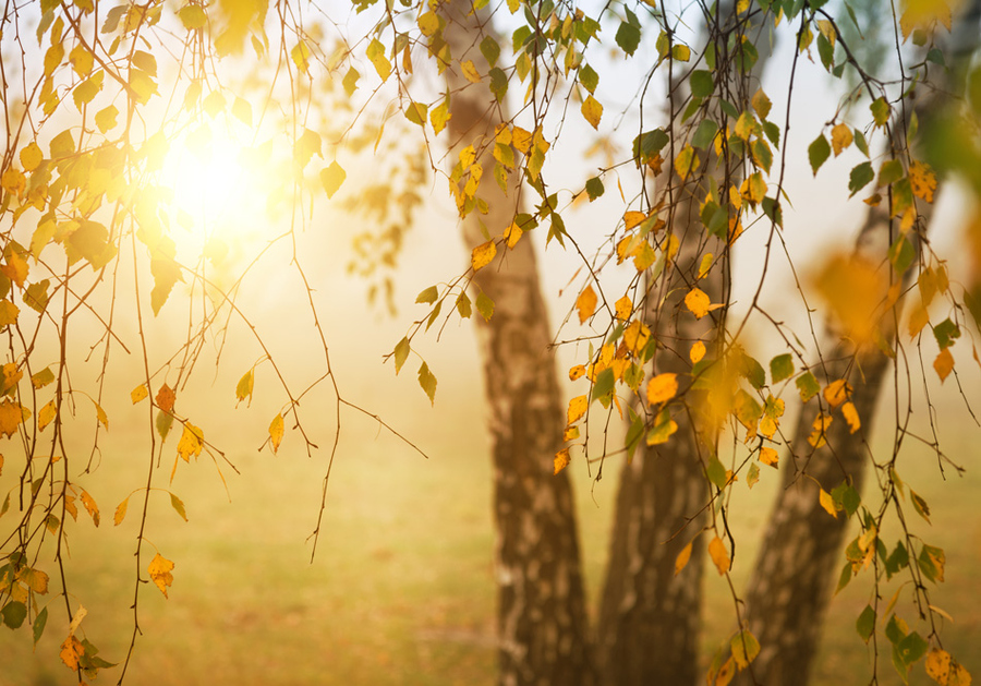 Foggy autumn scene