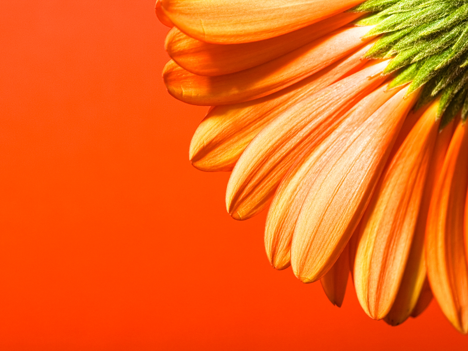 Orange beautiful flowers