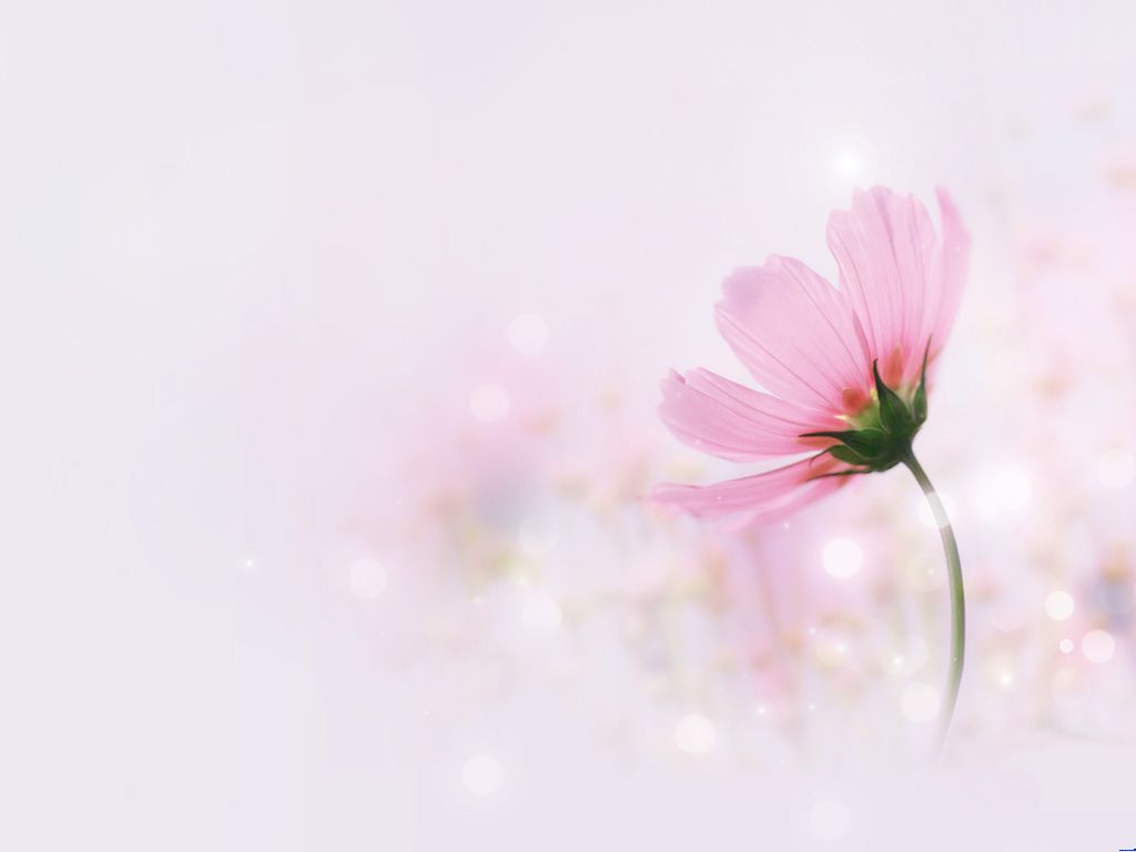 Pink elegant flowers