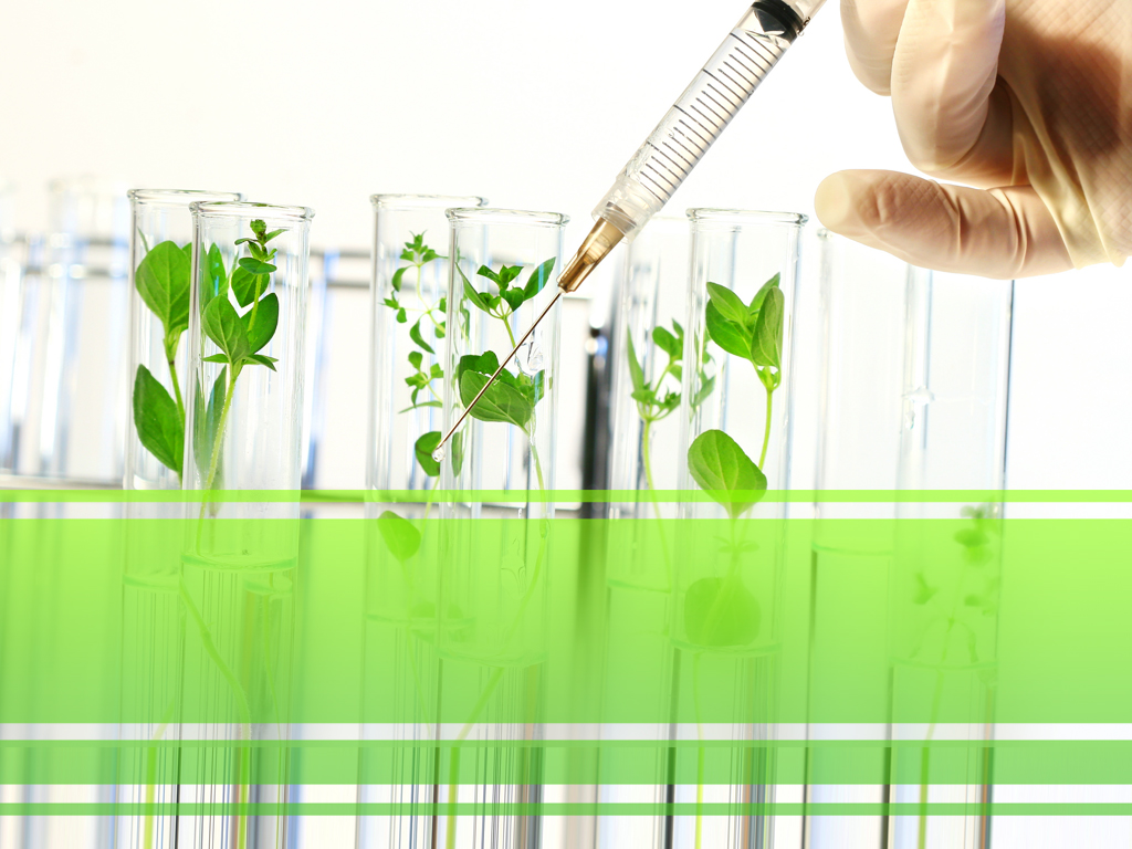 Injection Into Plant PowerPoint PPT Template Injection Into Plant 