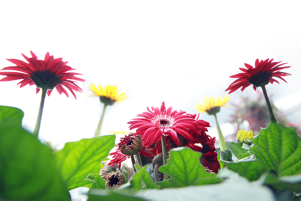 Daisy Flowers for Love