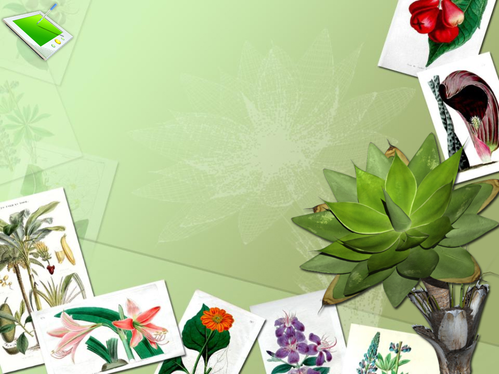 Animation Botany Flowers PPT Template, Animation Botany Flowers ppt  Background, Animation Botany Flowers PPT File