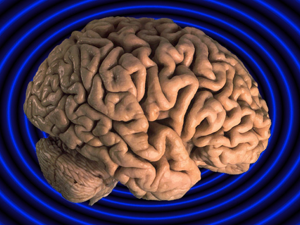 Brain Organ PPT Backgrounds