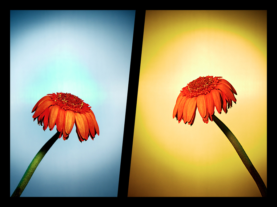 Flowers in Decay PPT Backgrounds