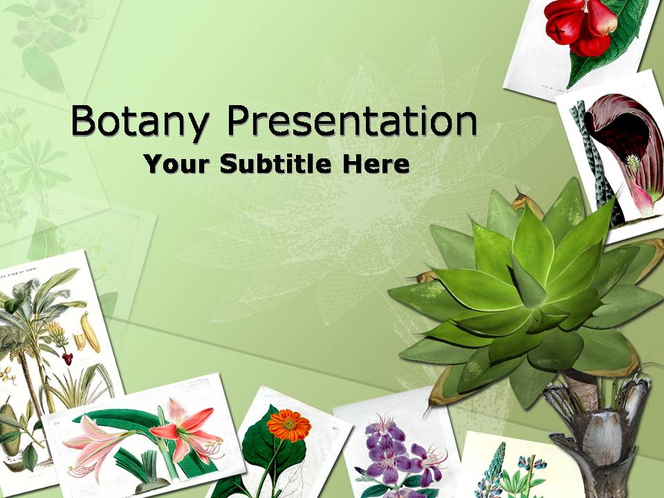 Botany Nature Flower PPT templates